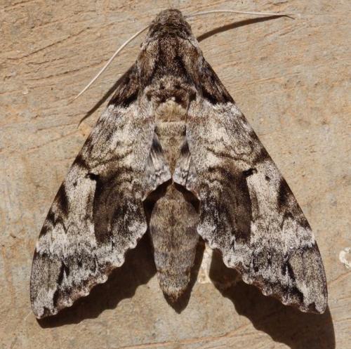 Réf. 286 892 : Pseudosphinx tetrio